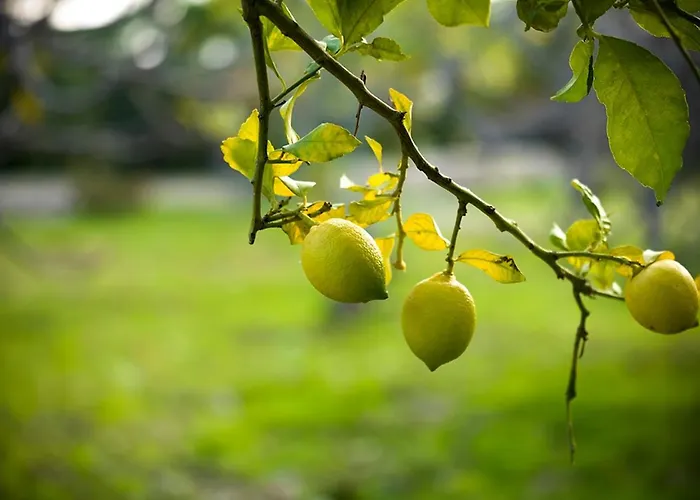 Kairos Valley Wellness & Longevity Hotel Datca