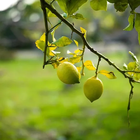 Kairos Valley Wellness & Longevity Hotel Datca