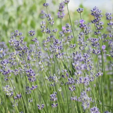 Kairos Valley Wellness & Longevity *