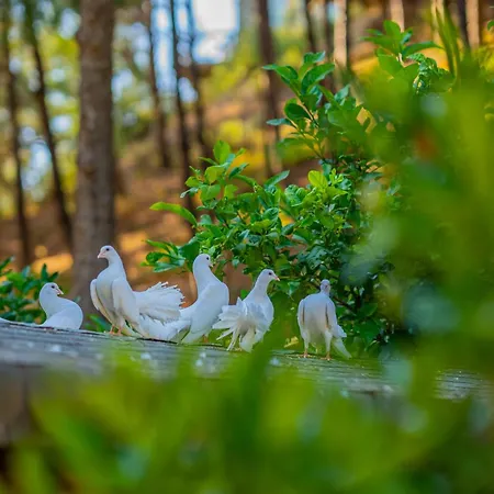 Hotel Kairos Valley Wellness & Longevity Datca