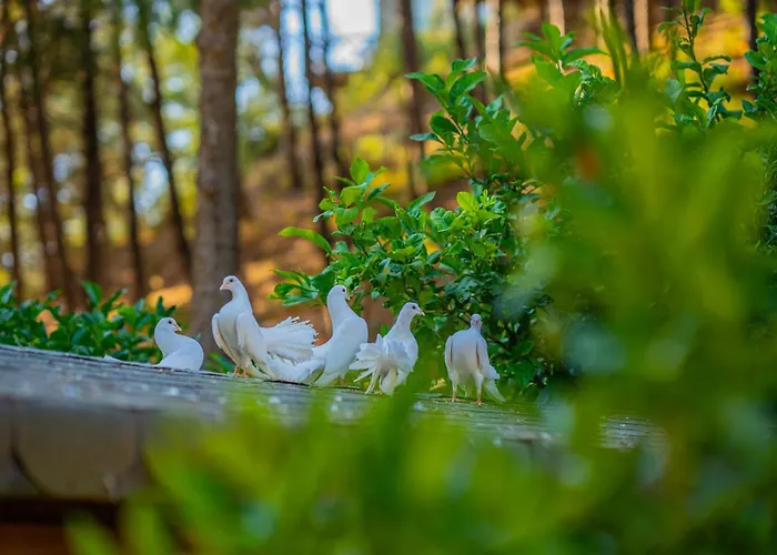 Hotel Kairos Valley Wellness & Longevity Datca